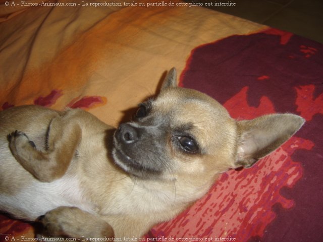 Photo de Chihuahua  poil court