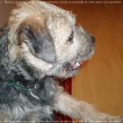 Photo de Border terrier