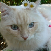 Photo de Ragdoll