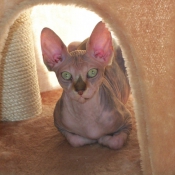 Photo de Sphynx