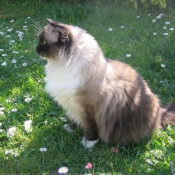 Photo de Ragdoll