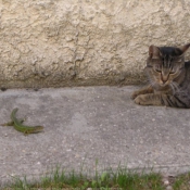 Photo de Races diffrentes