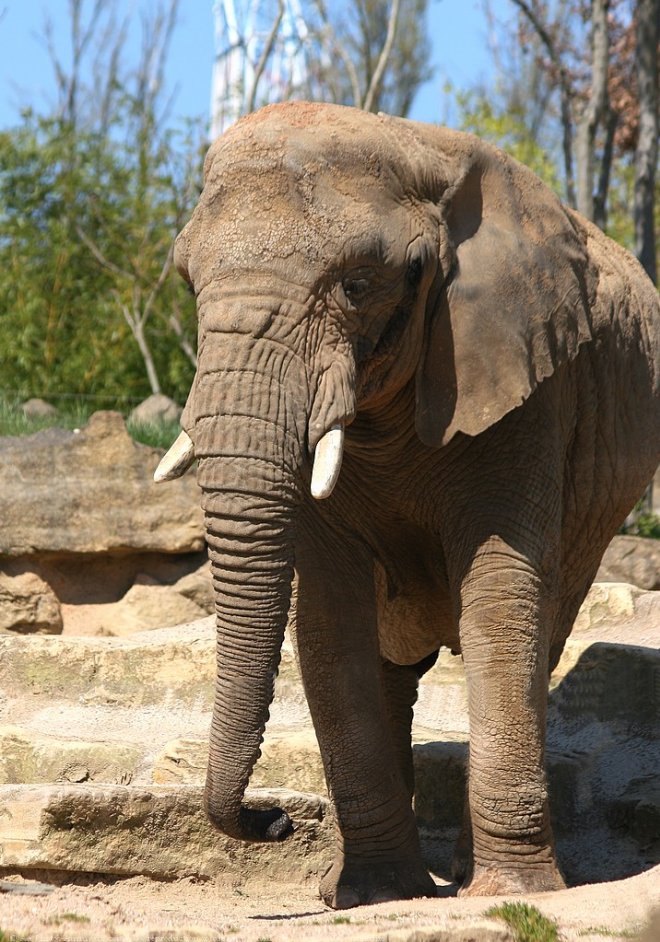 Photo d'Elphant d'afrique