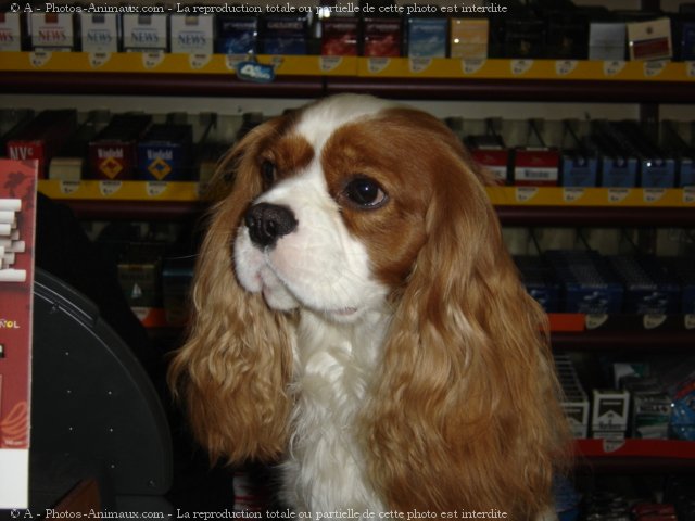 Photo de Cavalier king charles spaniel