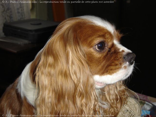 Photo de Cavalier king charles spaniel