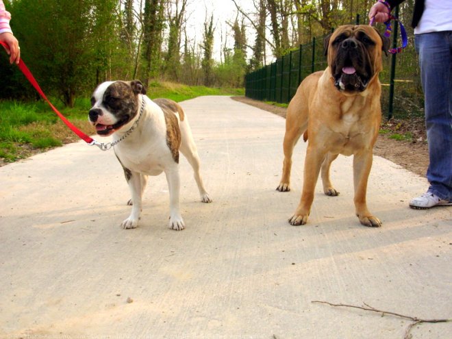 Photo de Bullmastiff