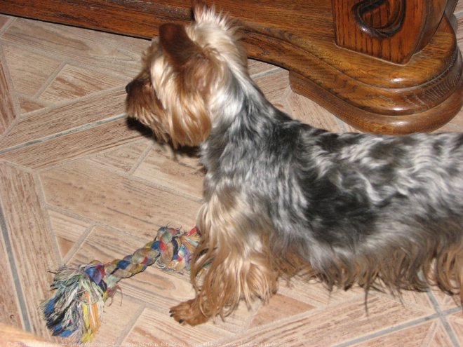 Photo de Yorkshire terrier