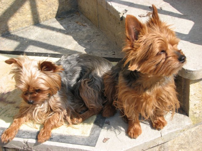 Photo de Yorkshire terrier