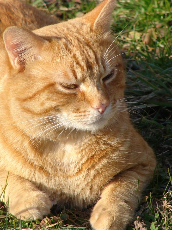 Photo de Chat domestique