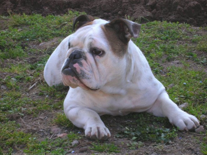 Photo de Bulldog