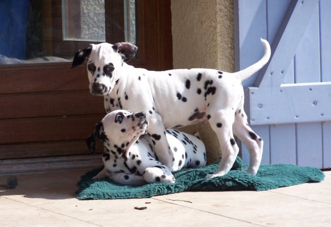 Photo de Dalmatien