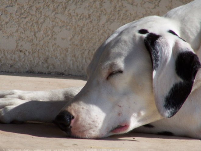 Photo de Dalmatien