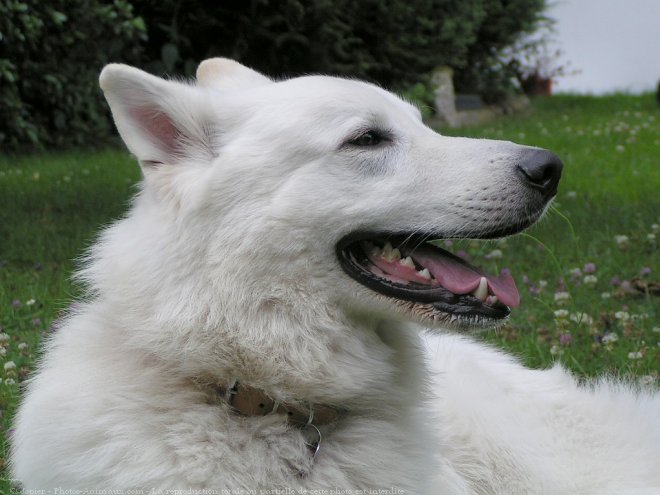 Photo de Berger blanc suisse