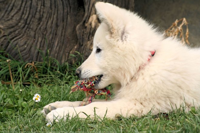 Photo de Berger blanc suisse