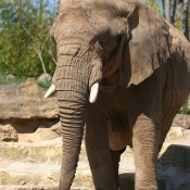 Photo d'Elphant d'afrique