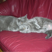 Photo de Chartreux