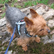 Photo de Yorkshire terrier