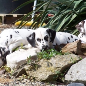 Photo de Dalmatien