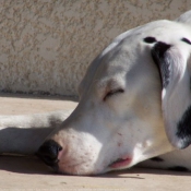 Photo de Dalmatien