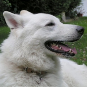 Photo de Berger blanc suisse