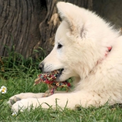 Photo de Berger blanc suisse