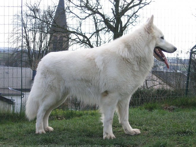 Photo de Berger blanc suisse