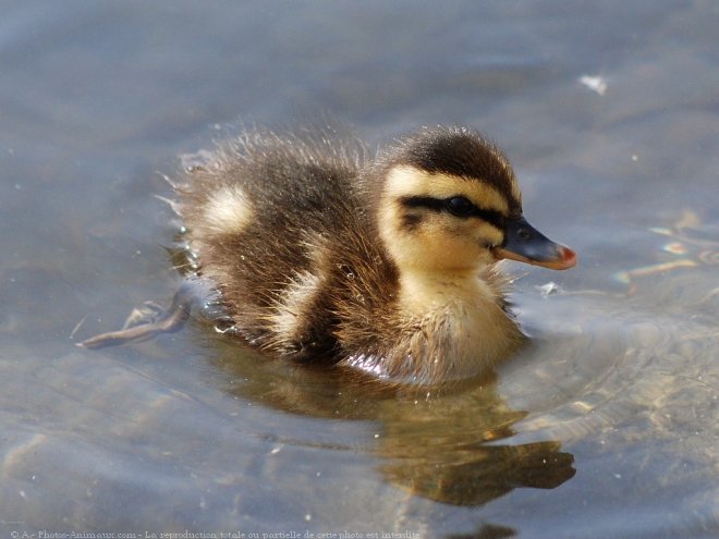 Photo de Canard