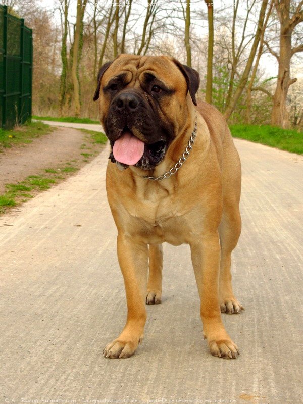 Photo de Bullmastiff