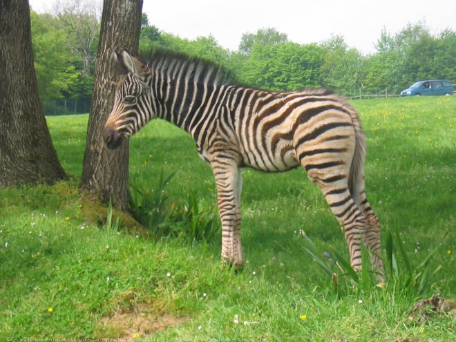 Photo de Zebre