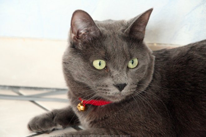 Photo de Chartreux