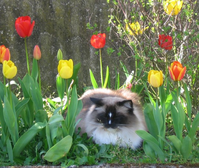 Photo de Ragdoll