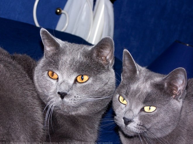 Photo de Chartreux