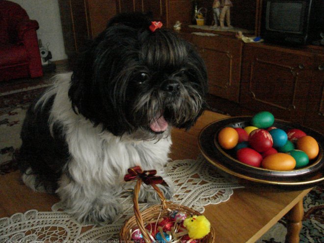 Photo de Shih tzu