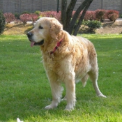 Photo de Golden retriever