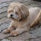 Photo de Lhassa apso