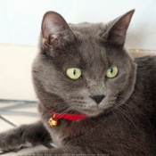 Photo de Chartreux