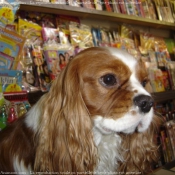 Photo de Cavalier king charles spaniel