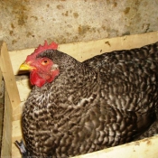 Photo de Poule