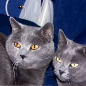 Photo de Chartreux