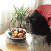 Photo de Shih tzu