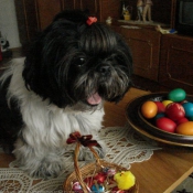 Photo de Shih tzu