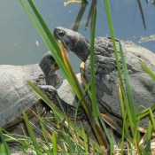 Photo de Tortue