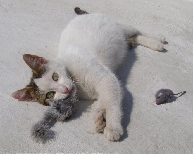 Photo de Chat domestique