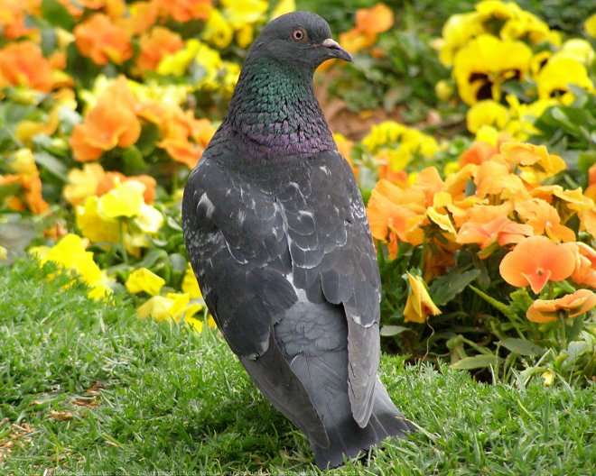 Photo de Pigeon