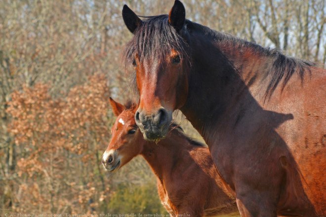 Photo de Races diffrentes