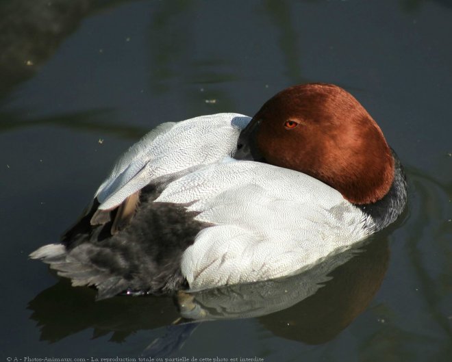 Photo de Canard