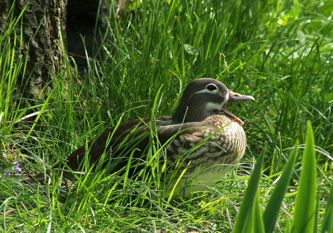 Photo de Canard carolin