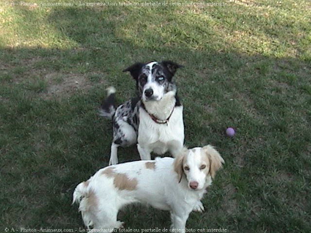 Photo de Border collie