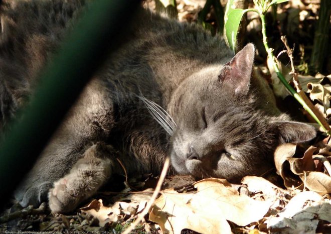 Photo de Chat domestique