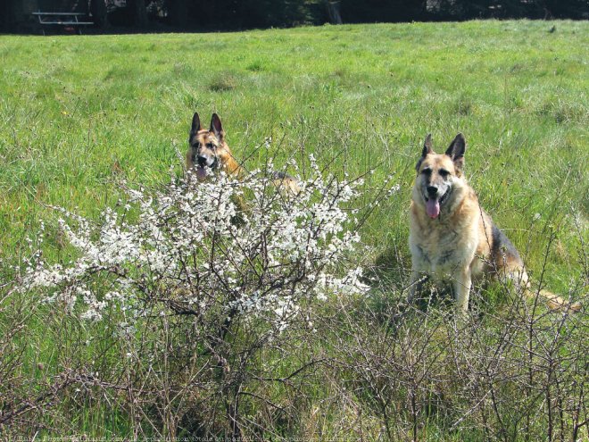 Photo de Berger allemand  poil court